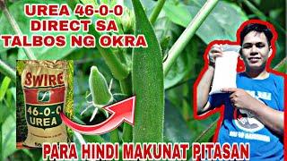 UREA DIRECT SA TALBOS NG OKRA,PAANO MAG APPLY??