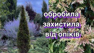 Обробила рослини, що отримали опіки, захистила сад .