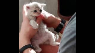 Котик похожий на Йоду моется!