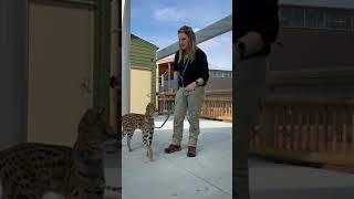 Keeper Corner: African Serval Cat