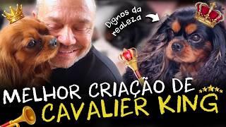 A MELHOR CRIAÇÃO DE CAVALIER KING: O CÃO PERFEITO PARA TODAS AS FAMÍLIAS!