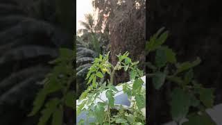 Tometo plant at terrace Garden | rooftop garden overview | At Growbag | #planting #tomato #garden