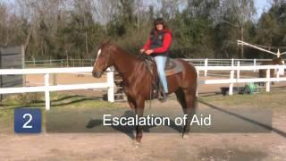 How to Train a Stubborn Horse