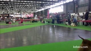 World Dog Show, Paris 2011: American Cocker Spaniel (CACIB) and Best of Breed