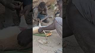 It’s lunchtime see how hadzabe prepares their delicious meal #tradition #bushcraft
