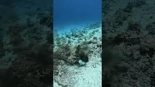 Octopus vs Trigger Fish#UnderwaterVideo