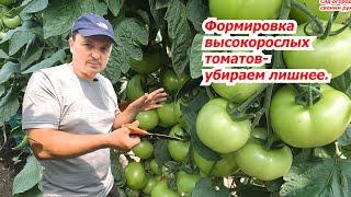 Формировка куста высокорослого томата на увеличение урожая. Что удалить.