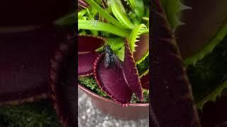 House Fly | Venus Fly Trap | Dionaea Muscipula | #insectkiller #flytrap #shortsfeed #shorts