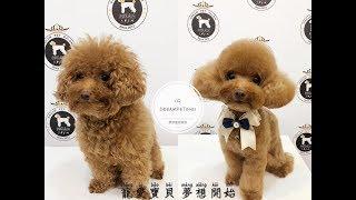 夢想寵物美容 75 貴賓狗巧妙使用魚骨剪 dog  poodle  grooming