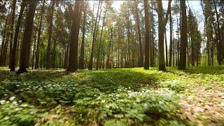 FPV CINEMATIC SERIES. SPRING MORNING AROUND SILVER STREAM.