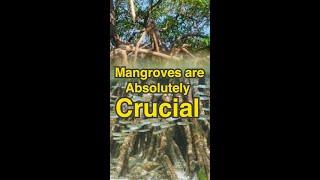 Why Mangroves Are Crucial for The Environment | #ISAshorts