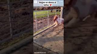 Midilli atlar koşuyor #youtube #shorts #instagram #life #love #tiktok #youtubeshorts #fyp #animals