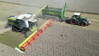 CLAAS LEXION 8800TT am Weizen dreschen & FENDT 942 mit HAWE Überladewagen / DEHR AGRARSERVICE / 4K