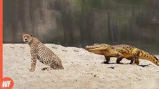 Look What This Crocodile Did When It Ran into a Cheetah