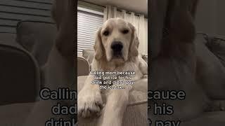 Pay The Ice Tax Dad! #cheesetax  #funny #pets #puppy #doggo #goldenretriever
