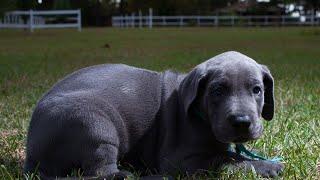 The Common Health Issues of Great Danes