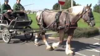 Breaking a Belgian Draft mare to drive.