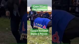 Слон  211кг самый большой баран в России #овцы #арашан #животные #выставка #ингушетия #чемпион #топ