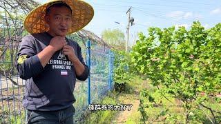 20250617-生活中处处有惊喜，正干着活呢又来新活