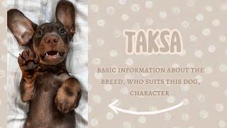 about the taksa breed |о породе такса| кому подходит, характер, окрас