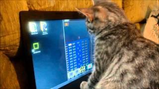 Funny Cat playing ZombiTonic!