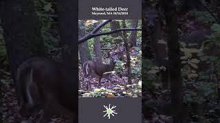 Deer & Rain in Fall #nature #mammals