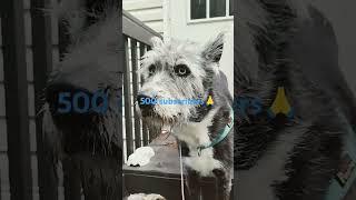 Hit 500 #dogshorts #thankyou #bueatifulthings