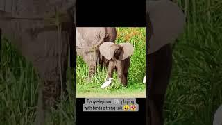 #animals #funny #funnyshorts #cute #awesomevideo #shorts #shortvideo #short #shortsfeed  #wildlife