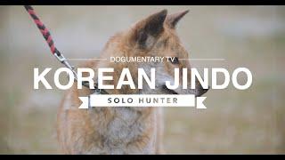 DISCOVER THE KOREAN JINDO: NATURE'S FEARLESS HUNTER