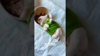 #89 Funniest Cats and Dogs  videos #funny #animals #cuteanimals