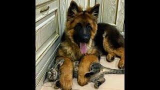  How to pacify a cat?!  Funny videos with dogs, cats and kittens! 