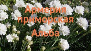 Армерия приморская Альба (armeria maritima)  армерия Альба обзор: как сажать саженцы армерии Альба