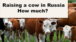 HOW MUCH to RAISE a COW in rural RUSSIA