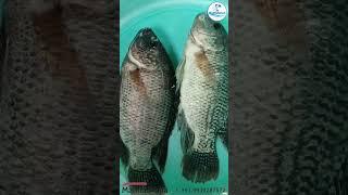 Tilapia Fish  #fish #fisherman #fishing #fishingvideo #viral #fishinglife #fishfarming #carpfishing