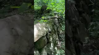 #jungle #travel #walking