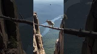 Mountain goat walks narrow cliff branch with baby on its back as helicopter hovers