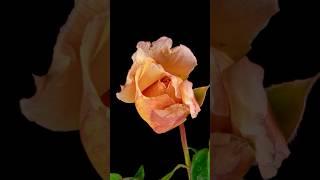 Blossoming Beauty: Roses in Time-Lapse | iTraveller