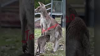 Don't forget to be awesome.️#australia #wildlife #animals #nature #viralvideo#foryou #baby #cute