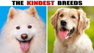 9 Kindest dog breeds in the world (Part 2)