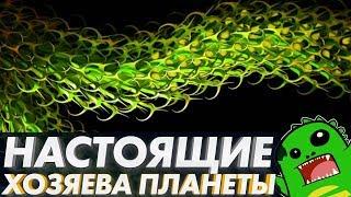 РАСТЕНИЯ захватившие сушу: ордовикский период, мхи, ринии, псилофиты и куксония