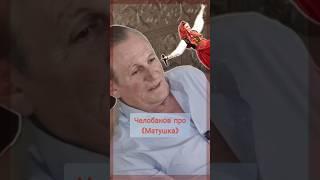 Птица-хит 
