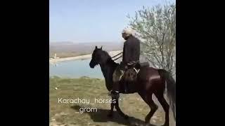 karachay HORSES #HORSES