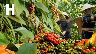 How Vietnamese Farmers Produce Tons of Black Pepper -  Black Pepper Farming @HappyFarm85