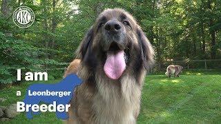 I am a Leonberger breeder - Alida Greendyk