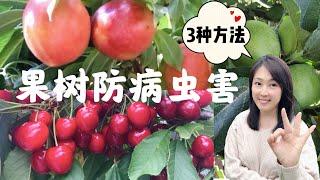 【Gardening48】3 methods to control fruit tree disease and insect pests, the third one is so natural