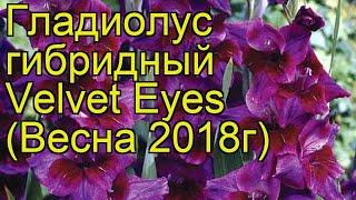 Гладиолус гибридный (Velvet Eyes). Краткий обзор, описание характеристик, где купить луковицы