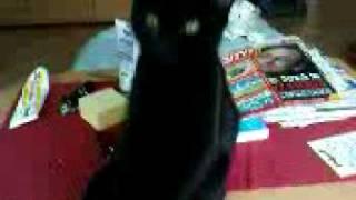 Black crazy cat