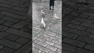 #shorts martıların simit coçkusu  seagulls at istanbul #istanbul #walkingtour #seagull #marti