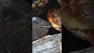 Why Do Snakes Flick Their Tongues #animaldocumentary #facts #animalcuriosities #animalfacts