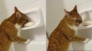 Try Not To Laugh  New Funny Cats Video  - Just Cats Part 37